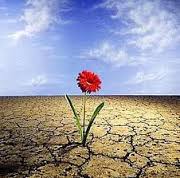 dor como caminho flor como cura
